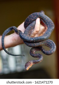 Dark Brown Snake Tangled In A Hand