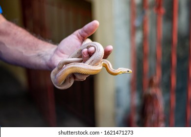 Dark Brown Snake Tangled In A Hand