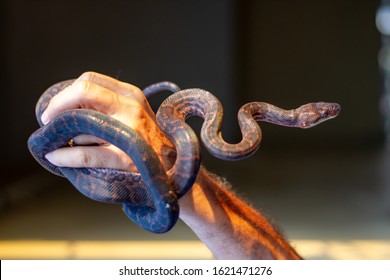 Dark Brown Snake Tangled In A Hand