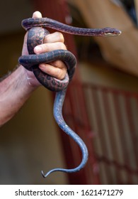 Dark Brown Snake Tangled In A Hand