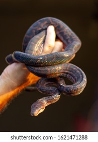 Dark Brown Snake Tangled In A Hand