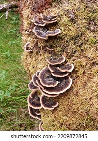 Dark Brown Wood Fungus On Mossy Log, Overhead View.
Aerial View Of Some Mushroom Leaves Growing On The Damp Wood Of A Thick Branch Of A Tree. Brown Moss Covers The Plant And The Grass Floor