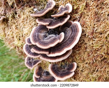 Dark Brown Wood Fungus On Mossy Log, Overhead View.
Aerial View Of Some Mushroom Leaves Growing On The Damp Wood Of A Thick Branch Of A Tree. Brown Moss Covers The Plant And The Grass Floor