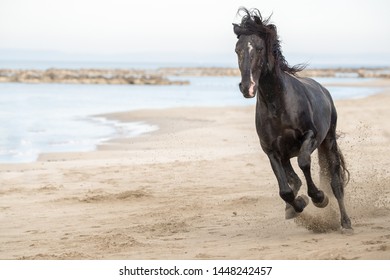 dark brown/black Spanish stallion running towards the camera on a beach in France