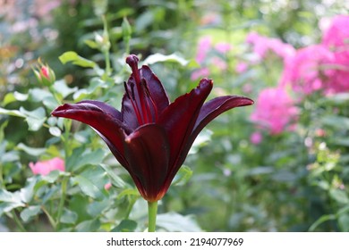 Dark burgundy color Asiatic Hybrids Lilium Mapira flowers in a garden in July 2021 . Idea for postcards, greetings, invitations, posters, wedding and Birthday decoration, background 