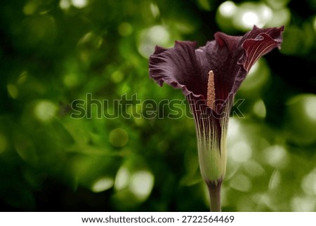 Dark calla lily flower with dramatic green bokeh background