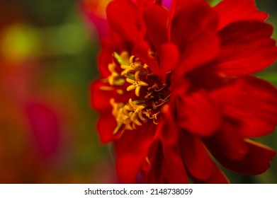 A Dark Candy Apple Red Zinnia In Bloom  . Macro