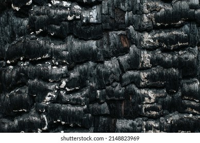 Dark Charcoal Texture, Burnt Wood Background Closeup.