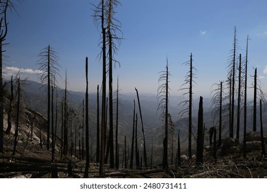 Dark and Charred Forest an Mountains after a Wildfire in Central California - Powered by Shutterstock