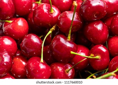 Dark cherries close-up