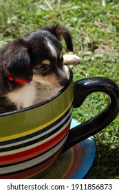 Dark Chihuahua In A Tea Cup