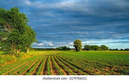 Dark clouds over a field with young Corn plants (Zea mays) in West Flanders, Belgium
