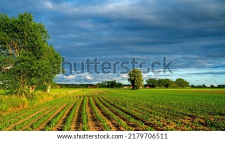 Dark clouds over a field with young Corn plants (Zea mays) in West Flanders, Belgium
