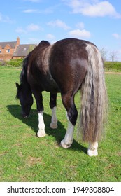 dark cob with flaxen tail and white socks