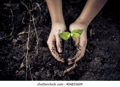 Dark color tone. Selective focus on Little seedling in black soil on child hand. Earth day concept. - Shutterstock ID 404833609