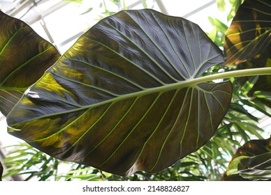 The dark color and yellow vein of the bottom leaf of Alocasia Regal Shield