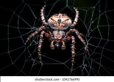 The dark colored Brown Sailor Spider (Neoscona nautica) on its web. This spider species is in the taxonomic classification of the orb-weavers (Araneidae). Thailand. - Powered by Shutterstock