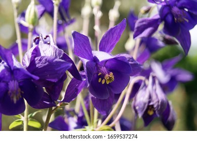 The Dark Columbine aquilegia atrata flowers