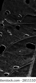 Dark conceptual background featuring a decomposing leaf