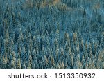 Dark coniferous forests (boreal coniferous forest). Dense marshy forest (as pocosin) in Siberia. Siberian taiga in winter. Top view on snow-covered old spruce forest - Siberian spruce (Picea obovata)