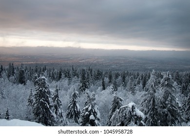 Dark coniferous forests (boreal coniferous forest). Dense marshy forest in Siberia. Siberian taiga in winter. Top view on snow-covered spruce forest, old spruce forest, Siberian spruce (Picea obovata)