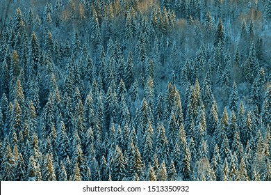 Dark coniferous forests (boreal coniferous forest). Dense marshy forest (as pocosin) in Siberia. Siberian taiga in winter. Top view on snow-covered old spruce forest - Siberian spruce (Picea obovata)