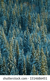 Dark coniferous forests (boreal coniferous forest). Dense marshy forest in Siberia. Siberian taiga in winter. Top view on snow-covered spruce forest, old spruce forest, Siberian spruce (Picea obovata) - Shutterstock ID 1514686451