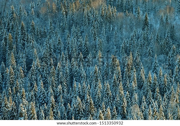 Dark coniferous forests (boreal coniferous\
forest). Dense marshy forest (as pocosin) in Siberia. Siberian\
taiga in winter. Top view on snow-covered old spruce forest -\
Siberian spruce (Picea\
obovata)