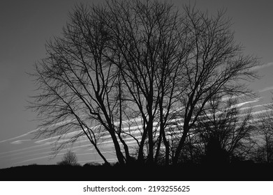 dark contrast blurry black and white pixelated sunrise with a large tree and cloud striations 