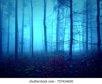 Dark Fog Into Forest Stock Photo (Edit Now) 428500975