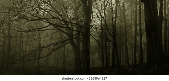 Dark creepy foggy beech forest, man in dark clothes surrounded by gloomy magical landscape. Late autumnfall,november evening, mist. South Moravia, Eastern Europe. Panoramic composite image. 