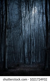 Dark Creepy Forest At Night With Moon Shining