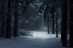 Dark Creepy Snow Cold Forest