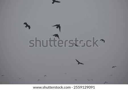 Dark crows flying in the dense mist.
