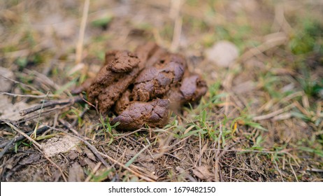 2,252 Dog poop in grass Stock Photos, Images & Photography | Shutterstock