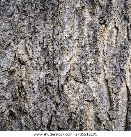 Dark Dramatic Hackberry Bark Abstract Texture