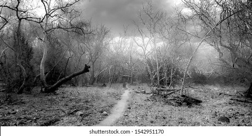 Dark and Dreary Path On A Cloudy Day In Winter