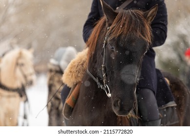 A Dark Dressage Stallion Under A Rider On A Winter Parade Ground. It's Snowing. Close-up Of The Animal