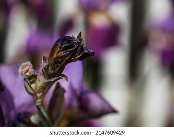Dark dry texture Bearded Iris flower bloom as macro image icons symbols of elderly, old age, wrinkled skin, once lovely, dying, past bloom,once beautiful, coping with stress, aging, shriveling skin