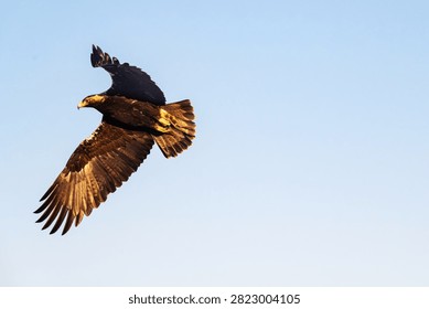 Dark eagle soars against clear blue sky. Wings spread wide, feathers ripple with motion. Sharp eyes fixed on unseen target below. Powerful predator in flight, undeniably majestic