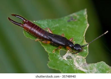 A dark earwig
