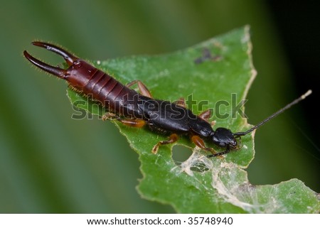 A dark earwig