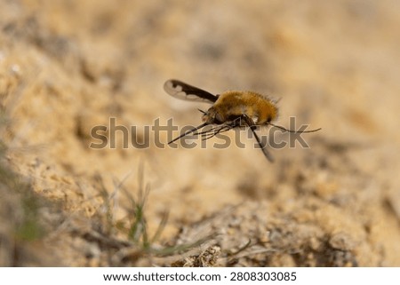 Dark Edged Bee Fly hovering over sandy soil.