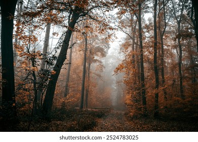 A dark, eerie autumn forest is shrouded in fog. The leaves display vibrant fall colors, and the atmosphere is cold and damp. A pathway winds through the nearly dark, spooky woods. - Powered by Shutterstock