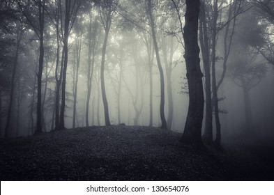 Dark Eerie Forest