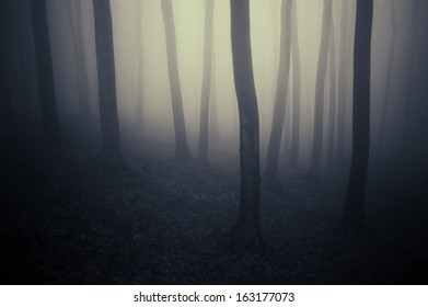 Dark Eerie Forest