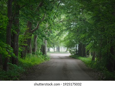 Dark empty mysterious alley (single lane rural road) through the green deciduous trees. Idyllic landscape. Natural tunnel. Bicycle, sport, nordic walking, ecotourism, environment, ecology, nature