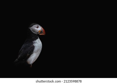 Dark Epic Portrait Of Puffin (Fratercula Arctica), Free Space