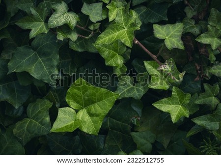 Dark Evening Ivy Texture Background, Crepeper Green Hedge in Night, Wall of Hedera Helix, Creeper Foliage Pattern, Ivy Carpet, Beautiful Natural Ivy Background