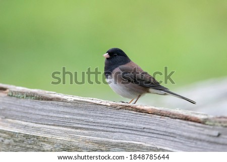 Dark eyed Junco bird at British Columbia Canada; north american